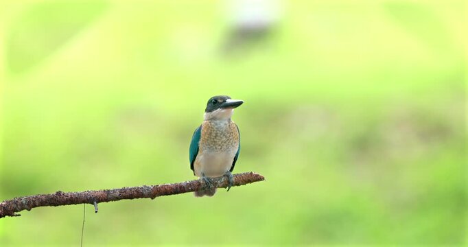 Collared Kingfisher perching on tree branch, Todiramphus chloris wildlife behavior in natural habitat, soft green blurred background, daylight, nature documentary photography.