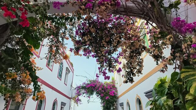 Woman is exploring a picturesque street full of colorful bougainvillea flowers at sunrise in Puerto de Mogan, Gran Canaria, Spain