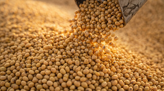 Yellow golden soybeans harvest crop agricultural product pile grain food farming seed beans. Suitable for agriculture, food, farming concepts.