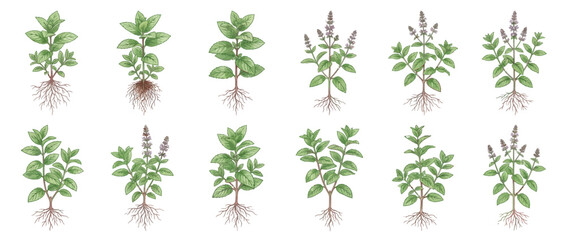 Watercolor Set of Mint Plants with Roots and Flowers © Surya