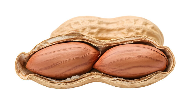 peanut pod with two nuts