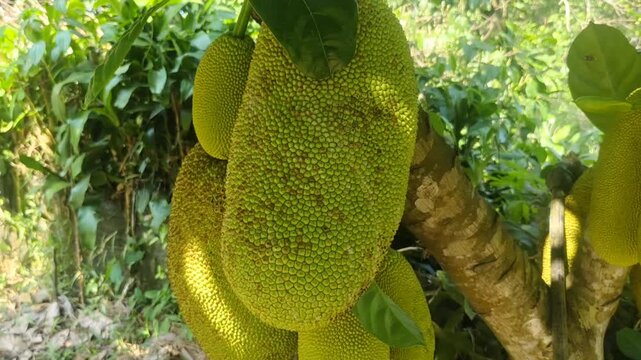 Video of multiple ripe jackfruits growing directly on the trunk of a tropical jackfruit tree in a lush garden, highlighting abundant fruit production and tropical agriculture.