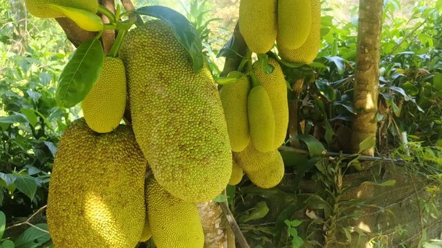 Video of multiple ripe jackfruits growing directly on the trunk of a tropical jackfruit tree in a lush garden, highlighting abundant fruit production and tropical agriculture.