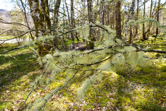 Beard lichen (genus Usnea), which hangs in thread-like strands from the branches of a tree. 