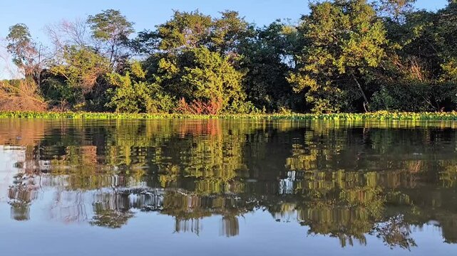 Golden Hour Mirror Reflection of Forest on Calm River