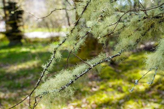 Beard lichen (genus Usnea), which hangs in thread-like strands from the branches of a tree. An abundance of Usnea species is a clear sign of very high air quality and a clean environment