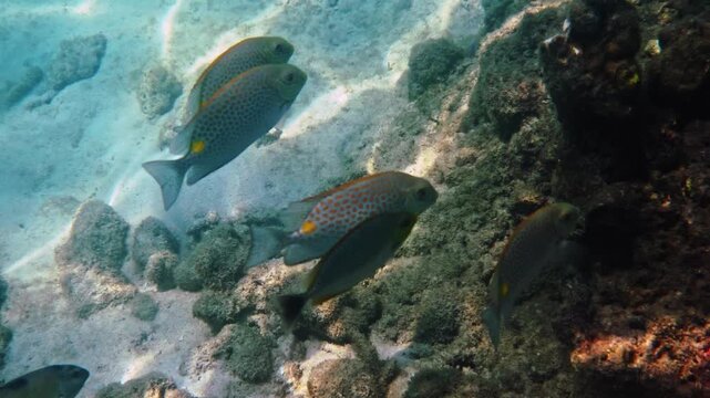 Gold-spotted rabbitfish swimming over seabed, Siganus guttatus school in shallow tropical water, marine wildlife biology, underwater travel tourism background