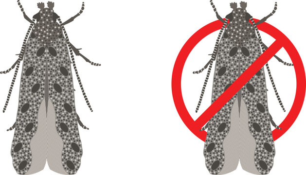 Set of tomato leafminer pest (Tuta absoluta). Agricultural insect vector for pest identification, crop protection, biology, farming, education, infographic and UI design.