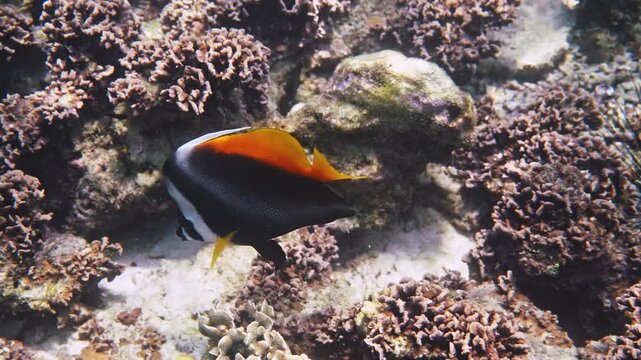 Singular bannerfish swimming through coral reef, Heniochus singularius foraging near sea urchins, tropical underwater nature background, documentary .