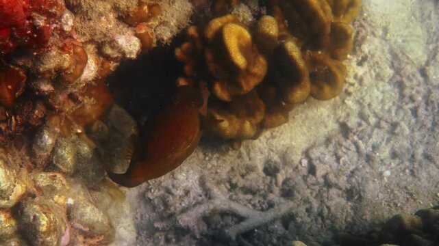 Yellow boxfish hovering near underwater rocks, Ostracion cubicum, marine wildlife behavior in tropical reef environment, nature documentary photography