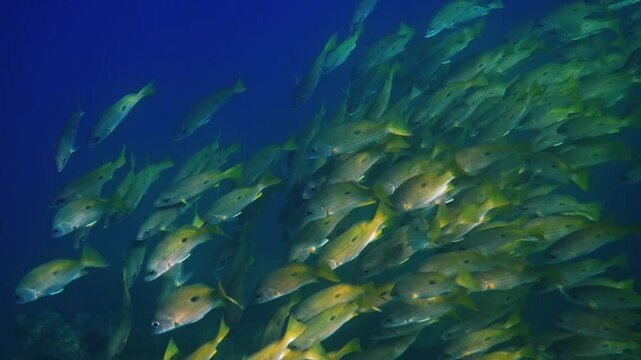 Yellow snapper school swimming in deep blue tropical ocean, Lutjanus kasmira group behavior, marine wildlife habitat, underwater nature background for ecological media