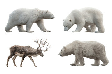 Fototapeta premium Arctic animal bundle isolated on transparent background, cute polar wildlife PNG cutout collection