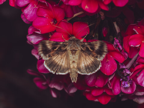 A Silver Y moth 'Autographa gamma' feeding on a pink Phlox at dusk
