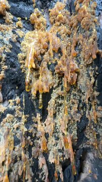 Flowing Amber: Macro Details of Pine Tree Resin