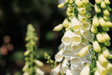 Flowers foxglove bloom in a garden during the afternoon showcasing white bell-shaped petals against a green background © ir1ska
