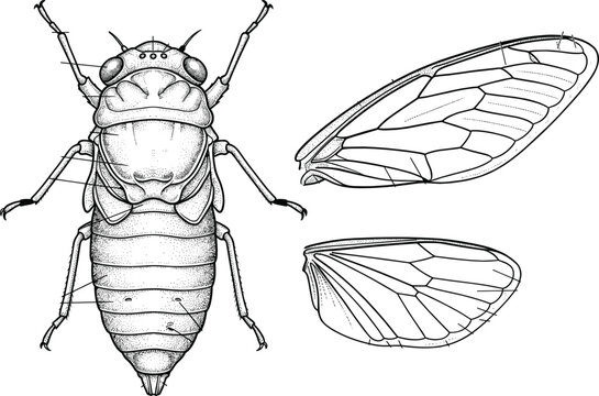 Detailed cicada insect anatomy and wing structure vintage vector illustration