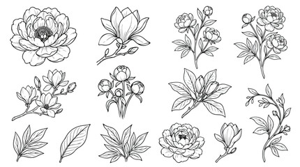 Vintage floral line art collection, 13 black and white botanical vector illustrations, hand drawn peony and magnolia blossoms for wedding stationery © usman