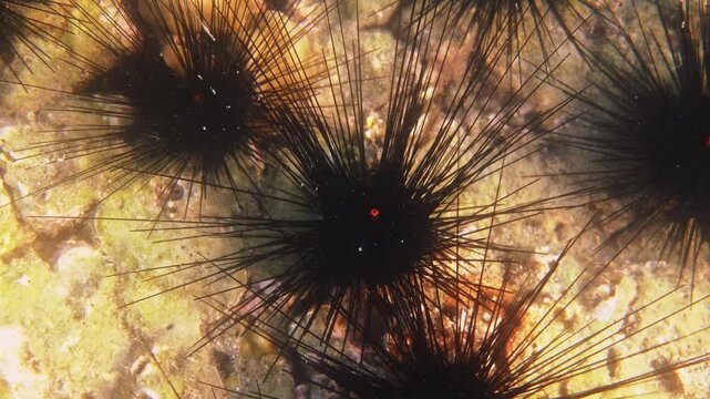 Long-spined sea urchins, Diadema setosum, resting on shallow rocky seabed, underwater marine wildlife, ocean biodiversity background, nature documentary style
