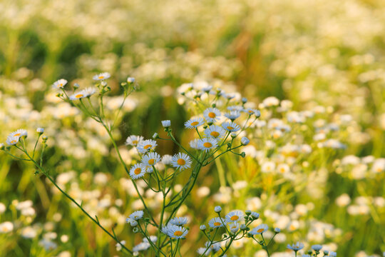 Field of daisy fleabane flowers blooming in bright sunlight during summer in North America