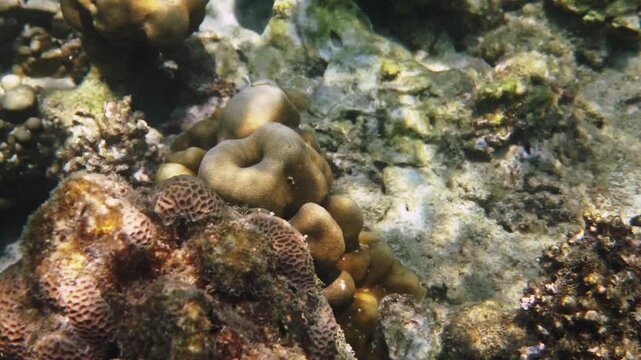 Triangular Butterflyfish swimming over hard coral, Chaetodon triangulum exploring tropical reef ecosystem near sea urchin, marine biology study, nature documentary scene