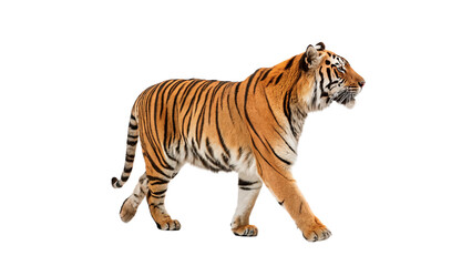 Majestic wild tiger walking with powerful steps isolated on transparent background cut out © Ivan