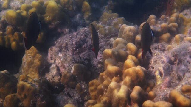 Redtail butterflyfish swimming among hard corals, Chaetodon collare, tropical marine reef ecosystem, underwater nature habitat, marine biology documentary background