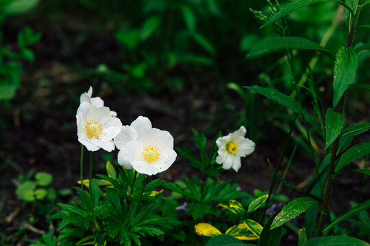 Anemone sylvestris bloom in a garden during spring showing white petals and yellow centers among green leaves