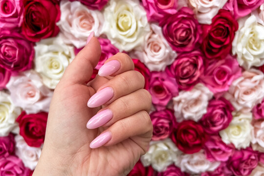 Nails painted in light pink shade in front of a wall of pink and white roses during a sunny day