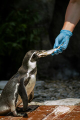 Fototapeta premium Humboldt penguin being hand-fed by keeper in zoo enclosure photography