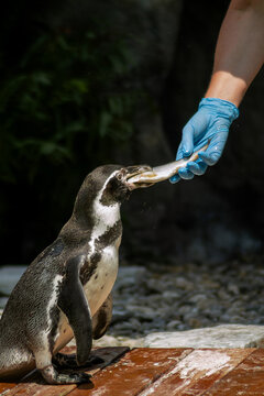 Humboldt penguin being hand-fed by keeper in zoo enclosure photography