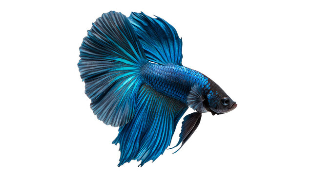 Beautiful blue siamese fighting fish betta splendens isolated on transparent background cut out