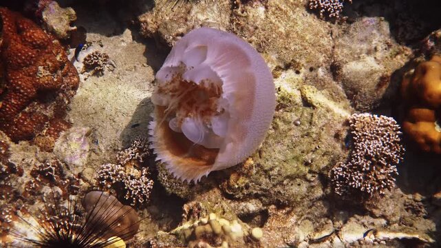 Crown jellyfish Cephea cephea drifting over rocky seabed near black long-spined sea urchin, shallow tropical marine environment, underwater nature photography for marine biology research