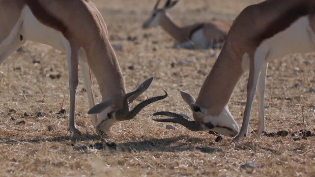 a slow motion clip of springbok males sparring and jousting with their horns at etosha national park in namibia