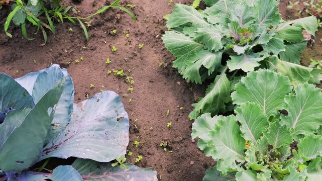 Fresh green and purple cabbage varieties grow in neat rows on a sunny vegetable garden plot. Large dark red heads with waxy leaves stand out amidst organic brassica oleracea crops.