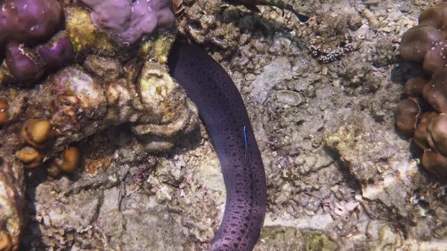 Giant moray eel resting while bluestreak cleaner wrasse cleans skin, Gymnothorax javanicus, Labroides dimidiatus, tropical coral reef seabed, marine biology, underwater wildlife background