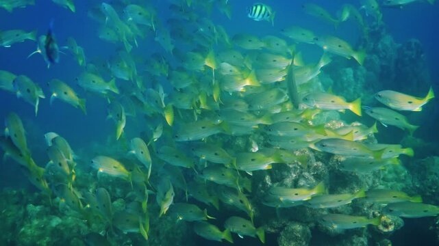 Yellow snappers schooling over coral reef, tropical ocean environment, bluestripe snapper, lutjanus kasmira, marine life behavior, underwater nature documentary.