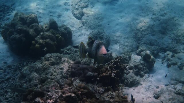 Yellowmargin triggerfish, Pseudobalistes flavimarginatus, swimming over tropical coral reef and sandy seabed, natural marine behavior, underwater wildlife documentary.
