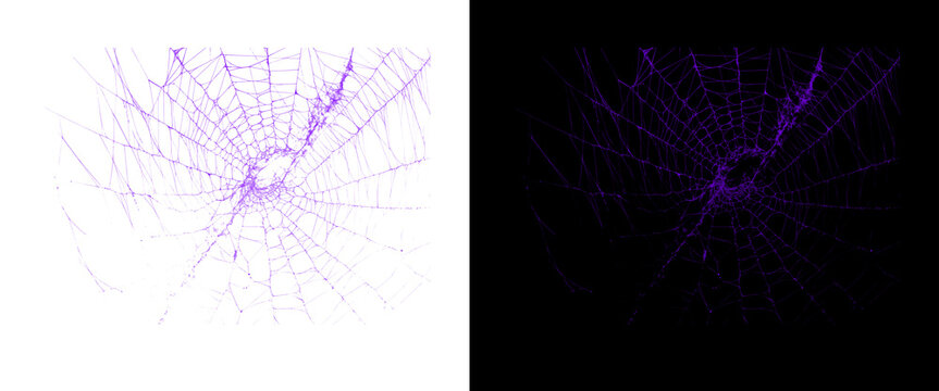 Purple spider web pattern on white and black backgrounds, neon cobweb texture, glowing violet silk threads for Halloween design and spooky decor