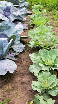 Young white and red cabbage grows on a dirt bed in the garden. Rows of fresh leafy vegetables look vibrant in open ground, showcasing texturized leaves of homegrown brassica plants.