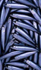 Obraz premium A tightly packed pile of small, shiny, silver fish, viewed from above