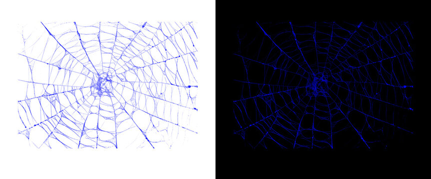 Intricate spider web pattern on white and black backgrounds, delicate cobweb texture, organic circular silk net design for spooky halloween graphics