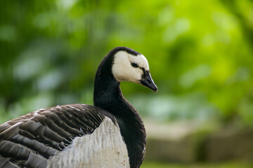 Close-up portrait photo of Branta leucopsis Barnacle goose head © Artem