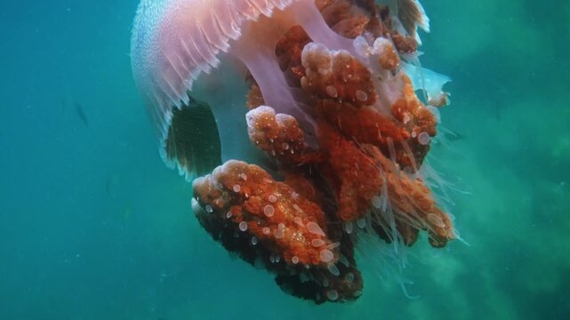 Warty jellyfish drifting, Versuriga anadyomene, turquoise underwater environment, marine biology research, aquatic nature background