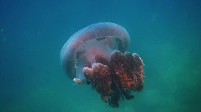 Warty jellyfish swimming, Versuriga anadyomene drifting through blue tropical ocean water, marine wildlife biology, underwater nature exploration
