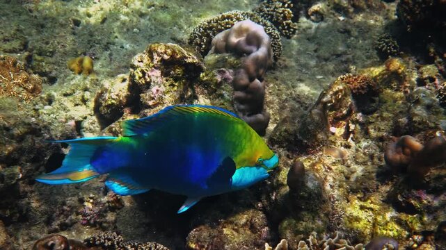 Blue parrotfish swimming near seabed, Chlorurus microrhinos foraging among tropical coral reef rocks, marine biology background, ocean conservation media