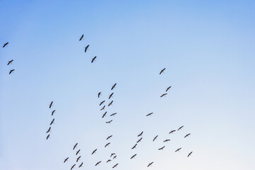 Obraz premium Flock of cranes migration in autumn flying on the blue sky