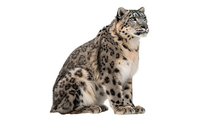 Beautiful wild snow leopard sitting down isolated on transparent background © Arina