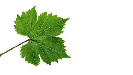 Obraz premium Single green grape leaf with detailed veins isolated on transparent background