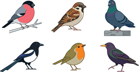Fototapeta premium Colorful Bird Collection Icon Set with Sparrow Pigeon Robin Magpie and Wild Birds Cartoon Vector Illustration