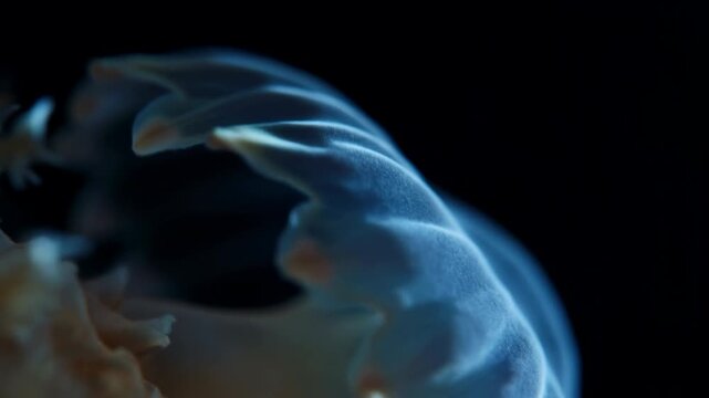 Macro view of translucent coral polyps with frilly margins, beadlike nodules, and soft blue low-key lighting against dark marine background, showing clustered tentacles and delicate organic texture